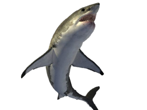 Shark PNG-18829